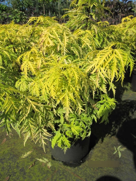 Sambucus racemosa Golden Lace - Goldholunder Golden Lace